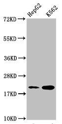 HIST1H1C (Ab-167) antibody