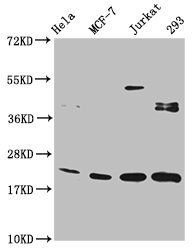 HIST1H1C (Ab-186) antibody