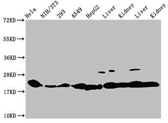 HIST1H1C (Ab-45) antibody