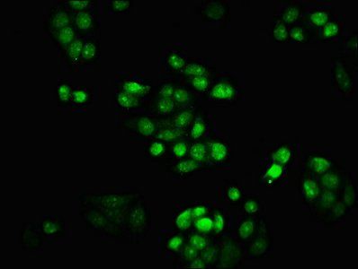 HIST1H1C Antibody