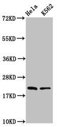 HIST1H1D Antibody