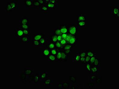 HIST1H1D Antibody