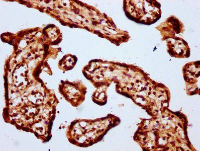 HIST1H1D Antibody