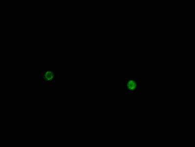 Phospho-HIST1H1D (T146) Antibody