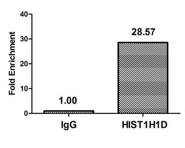 Phospho-HIST1H1D (T179) Antibody