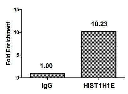 HIST1H1E Antibody