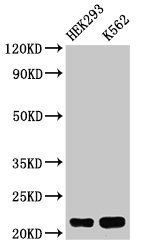 HIST1H1E Antibody