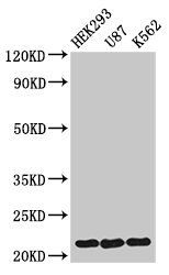 HIST1H1E Antibody