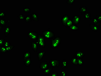 HIST1H1E Antibody