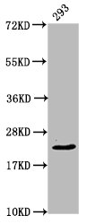 HIST1H1E (Ab-45) antibody