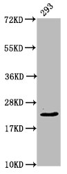 HIST1H1E Antibody