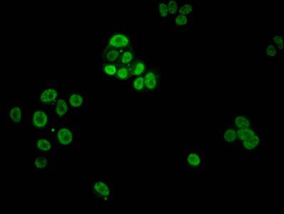 Phospho-HIST1H1E (T3) Antibody