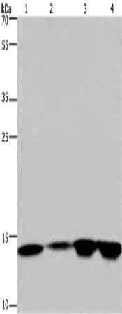 HIST1H2AB antibody