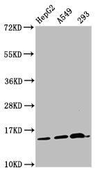 HIST1H2AG (Ab-11) antibody