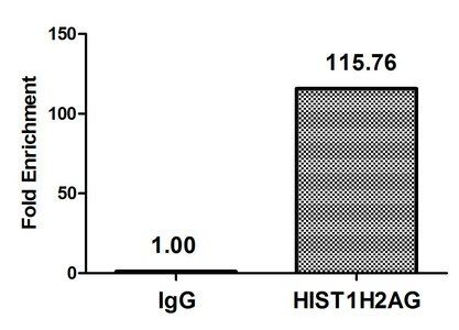 HIST1H2AG Antibody