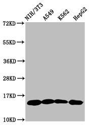 HIST1H2AG (Ab-118) antibody