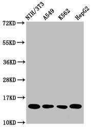 HIST1H2AG (Ab-118) antibody