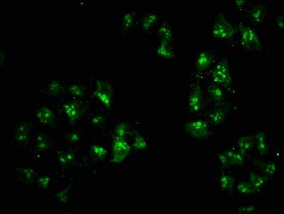 HIST1H2AG Antibody