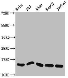HIST1H2AG (Ab-13) antibody
