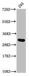 HIST1H2AG (Ab-29) antibody