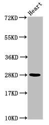 HIST1H2AG (Ab-36) antibody