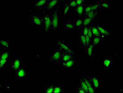 HIST1H2AG Antibody