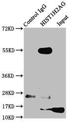 HIST1H2AG Antibody
