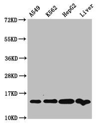 HIST1H2AG (Ab-74) antibody