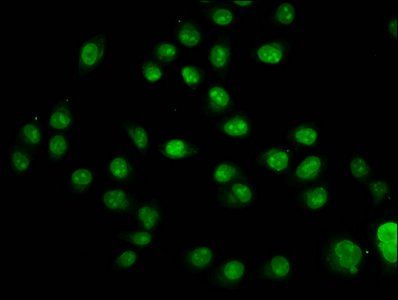 HIST1H2AG Antibody