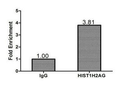 HIST1H2AG antibody