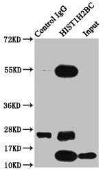 HIST1H2BC Antibody