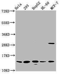 HIST1H2BC Antibody