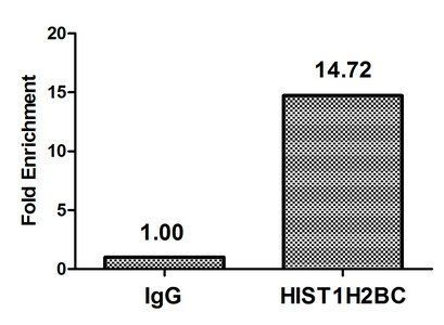 HIST1H2BC Antibody