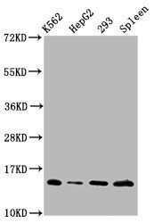 HIST1H2BC (Ab-108) antibody