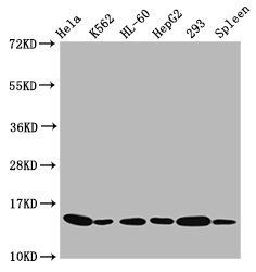 HIST1H2BC (Ab-116) antibody