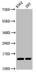 HIST1H2BC Antibody