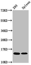 HIST1H2BC Antibody