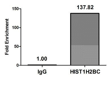HIST1H2BC Antibody