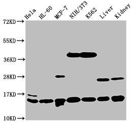 HIST1H2BC Antibody