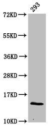 HIST1H2BC Antibody