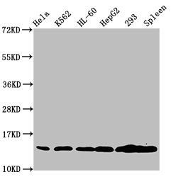 HIST1H2BC (Ab-120) antibody