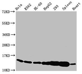 HIST1H2BC Antibody