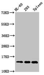 HIST1H2BC Antibody