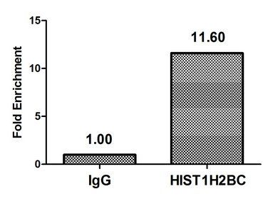 HIST1H2BC Antibody