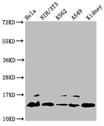 HIST1H2BC Antibody