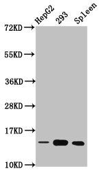 HIST1H2BC Antibody