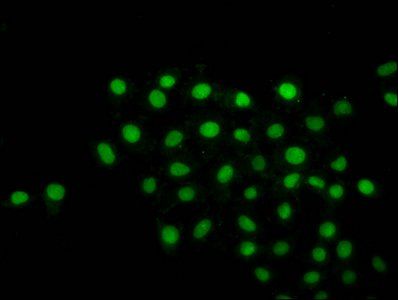 HIST1H2BC (Ab-16) antibody