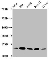 HIST1H2BC (Ab-16) antibody