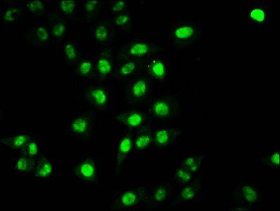 HIST1H2BC (Ab-20) Antibody