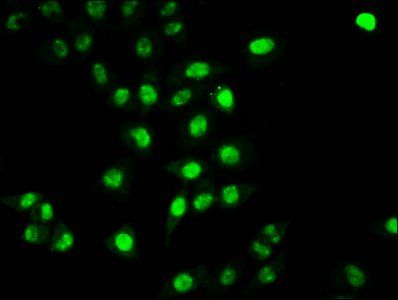 HIST1H2BC (Ab-20) antibody